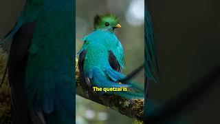 Quetzal #shorts #shortvideo #shortfeed #facts