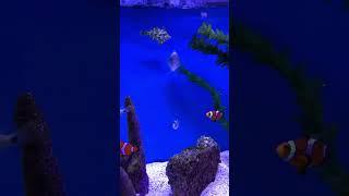 Filefish Clownfish Dispar Anthias Black Banded Damselfish epic_fish_network Falcon Aquarium Services