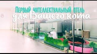 Передержка кошек. Отель для кошек "Кот-Бегемот". Гостиница KOTBEGEMOTHOTEL