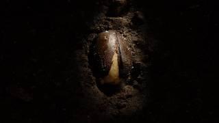 Acorn germinating underground to oak seedling time lapse. Filmed over 8 month