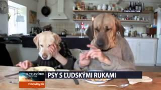 PSY S ĽUDSKÝMI RUKAMI