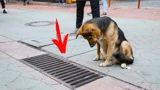 The dog looked into the sewer every day.... People were shocked when they opened the hatch!