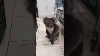 Mama koala protectoare