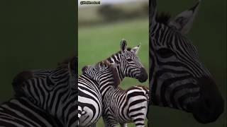 "Dancing Zebra Takes Over the Internet!#zebra#singaattack! #Animals#lion