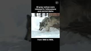 30 Years of Wolves in Yellowstone #wildlife #graywolf #yellowstonenationalpark