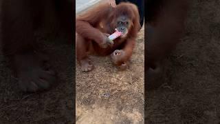 Orangutan Hilarious Moments #orangutan #animals #shorts #short #trending #positivevibes #nature#cute