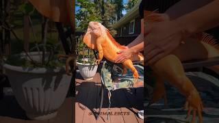 Amazing Animal Growth Journeys Transformation! Don't Watch The Last One ️️
