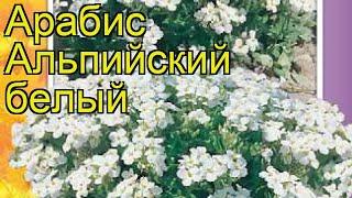 Арабис альпийский Белый. Краткий обзор, описание характеристик, где купить семена arabis alpina