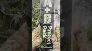 Como Prevenir Plagas y Hongos en tus Plantas - A+B Protect