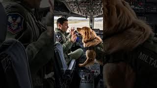 Military Dog Saves Pilot From Deadly Accident! #rescue #animals #pets