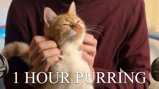 1 Hour | ASMR : Cats Purring for Relaxation and Deep Sleep