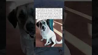 Dog Walks 20 Miles Twice to Find Old Family 