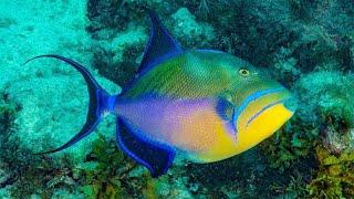 Facts: The Queen Triggerfish