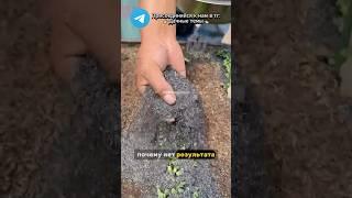 Как увеличить эффективность зольной подкормки #огород #дача #зола  #садоводничество #лето #сад