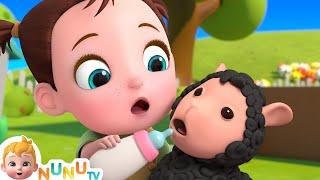 Mary Had A Little Lamb | Nursery Rhymes & Kids Songs | NuNu Tv