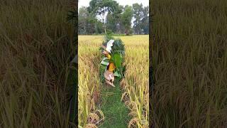 how to catch a black bird # India #Indonesia#South Korea# Vietnam #United# #Italy# Pakistan#