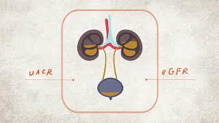 What are your Kidney Numbers? uACR and eGFR Explained | CKD Heat Map | NKF