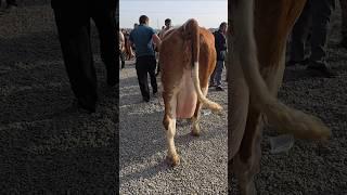 Simmental cow