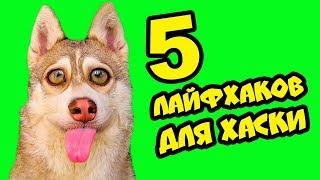 5 ЛАЙФХАКОВ ДЛЯ ХАСКИ! (Хаски Бублик) Говорящая собака Mister Booble