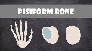 Pisiform Bone | Anatomy