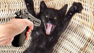 FUNNY CATS 2021 AND OTHER ANIMALS10 MINUTES OF LAUGHTER / FUNNY ANIMALS 2021  THE BEST CAT JOKES