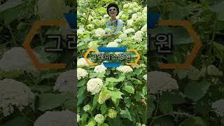 비밀의 화원 그레이스정원 #고성가볼만한곳 #고성그레이스정원 #6월에꼭가봐야할여행지