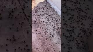 Ant war outside our dome home. They go halfway around the dome and even on top! Thousands of ants.