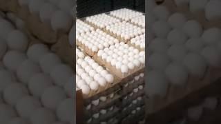 Egg market is cracking in Central Texas