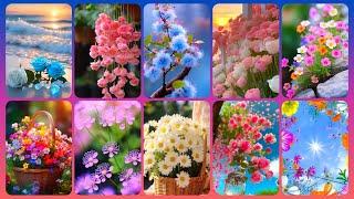 Flowers Wallpaper Collection, Beautiful Dpz And Whatsapp Profile Photos @Nature Beautiful Wallpapers