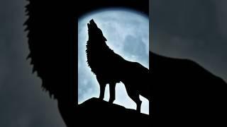 Famous Wolf Howl