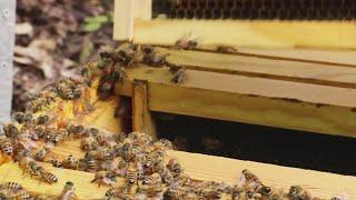 Tennessee's littlest beekeepers