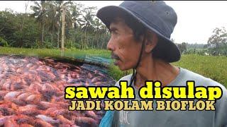 awalnya coba coba, kini panen ikan nila merah 7 ton tiap bulan...