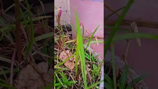 my beautiful happy green terrace garden my Happiness happy gardening 🩷🩷