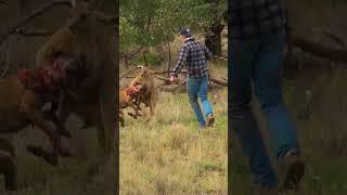 Pet Parent Rescues Pup From Kangaroo Fight!