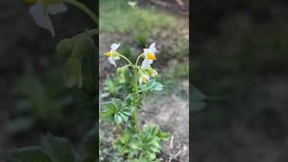 #growingpotatoes from potato at home#backyard#usafarming