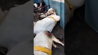 Most Beautiful and Biggest Hansa Ox of Pathan cattle farm in Topsia for 2025#viral #trending