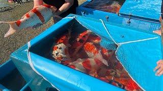Shintaro Main Koi Harvest 2019 Event
