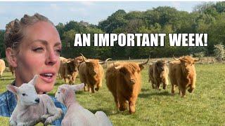 CATTLE MOVE, TB TEST, + LAMBING CONTINUES!
