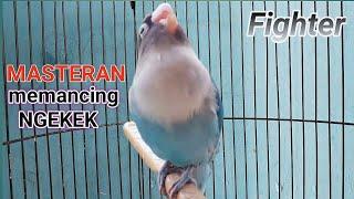 suara masteran lovebird memancing lb ngekek panjang