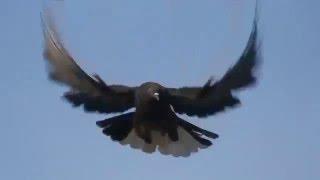 Russian Nikolaevsky Highflyer Pigeons. ہائی  فلائر کبوتر کی  اصل نسل