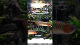 Why This Fish is Worth $300,000