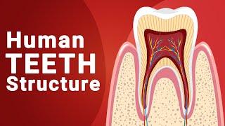 Human Teeth Structure | Biology