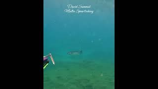 Missed Opportunity #fishing #pescasub #seafood #spearfishing #fish #shorts #viral #pesca #ocean #sea