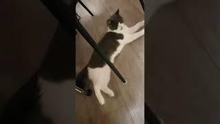 Funny hungry cat #shorts #tiktok #kucinglucu #tiktokindonesia #videokucing