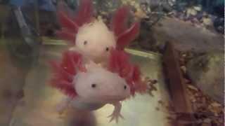 Axolotl (Ambystoma Mexicanum) [HD]