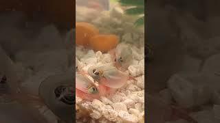 #triops