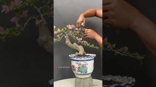 The Beauty of Bougainvillea Bonsai Trees
