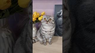 Melisa️️️#cat #красиваякошка #shortvideo #юмор #shorts #котики #melisa