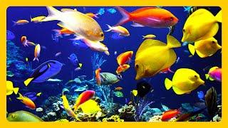  Stunning Aquarium & The Best Relaxing Music -  SLEEP MUSIC - HD 1080P