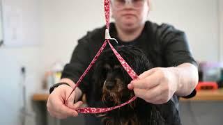 Surprising Discovery During Dog Grooming!